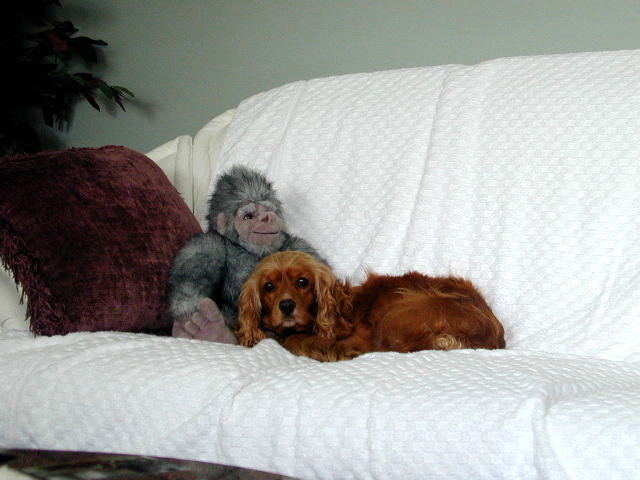 ginger.jpg